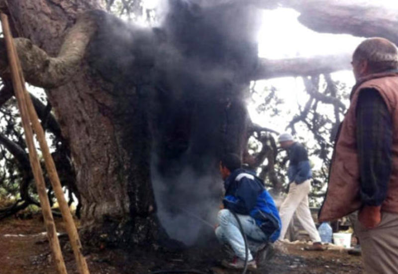 300 il yaşı olan ağac yandırıldı - CİNAYƏT İŞİ AÇILDI - FOTO