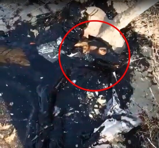 Azərbaycanda qıra düşən iti uşaqlar xilas etdi - VİDEO