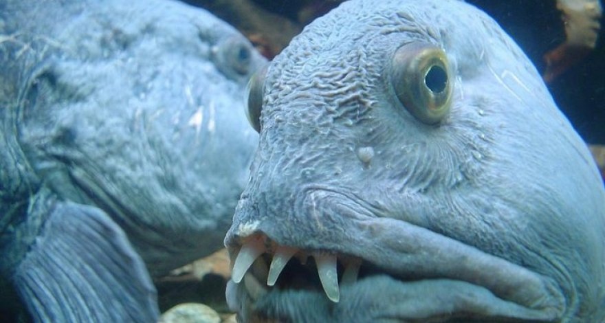 Отрубленная голова рыбы прокусила банку газировки – ВИДЕО