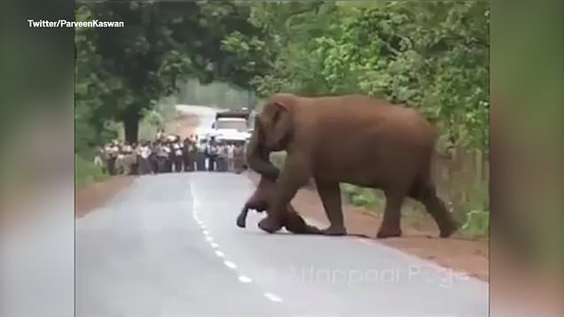 Hindistanda fillər bala fili belə dəfn etdi - VİDEO