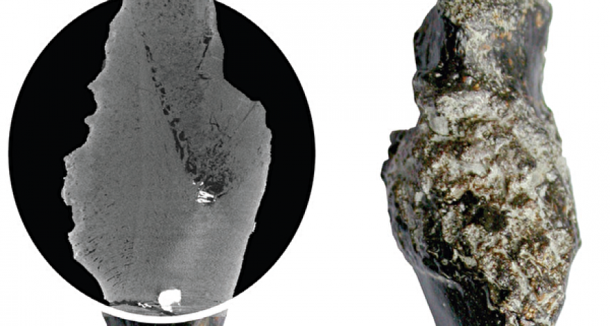 Ученые выяснили, когда на Земле появилась самая страшная болезнь
