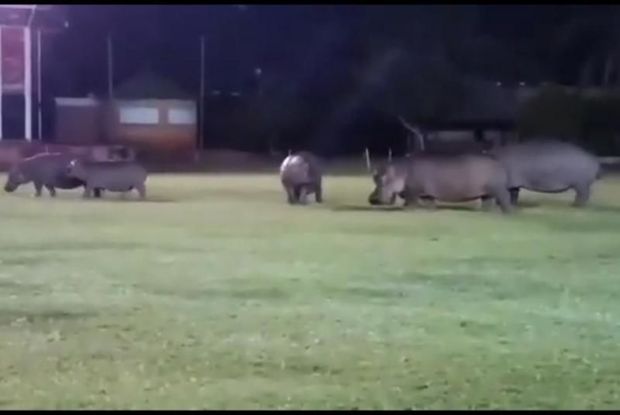 Стадо бегемотов решило «поиграть» в регби - ВИДЕО