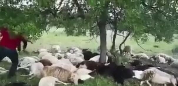 Qorxunc hadisə: 55 qoyunu öldü, özü möcüzə nəticəsində sağ qaldı - video