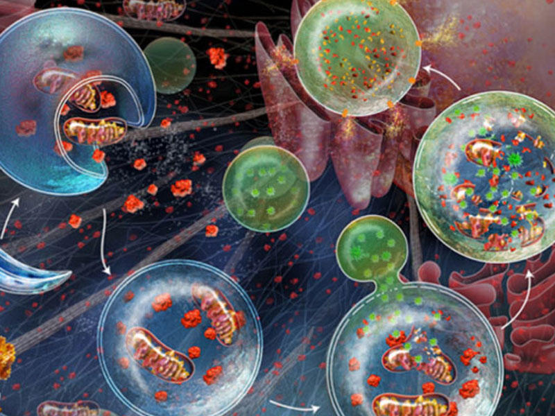 Bu qidalar xərçəng hüceyrələrini öldürür