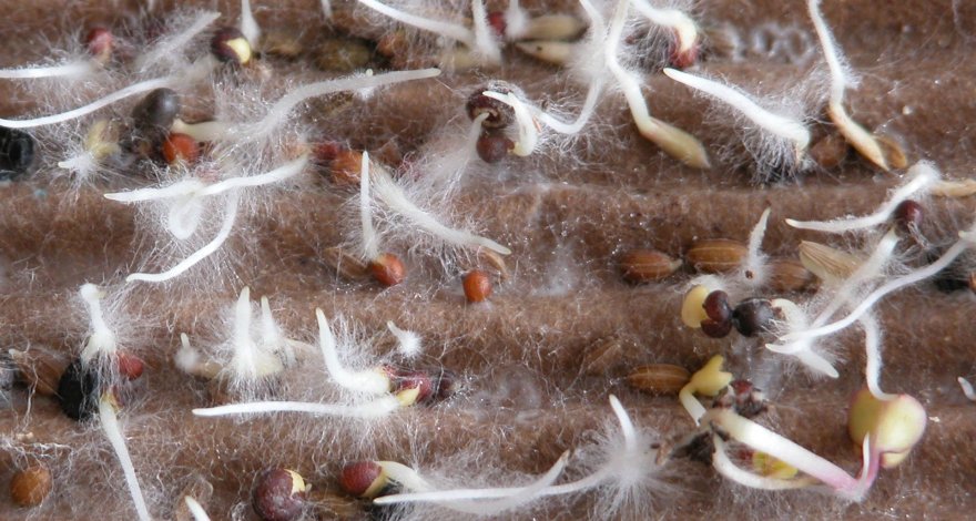 Биологи обнаружили «торговые отношения» между растениями и грибами