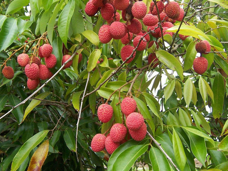 53 uşaq gavalıdan zəhərlənərək ölüb - Hindistanda