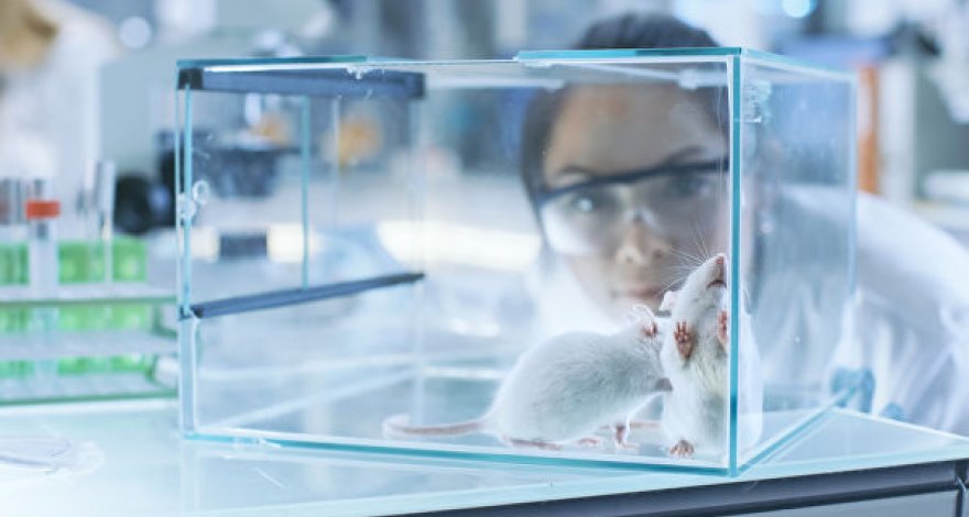 Ученые продлили жизнь старым мышам при помощи белков «молодой крови»