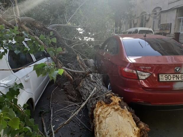 Bakıda ağac hərəkətdə olan maşının üstünə aşdı - VİDEO