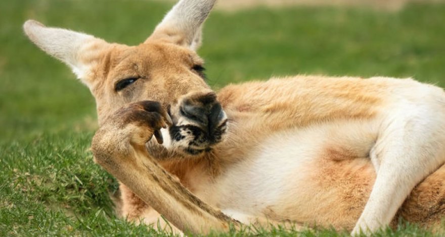 Кенгуру проломил стену дома и забрызгал комнату кровью