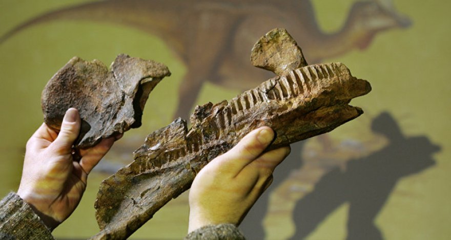 В Китае нашли следы динозавра, которым около ста миллионов лет