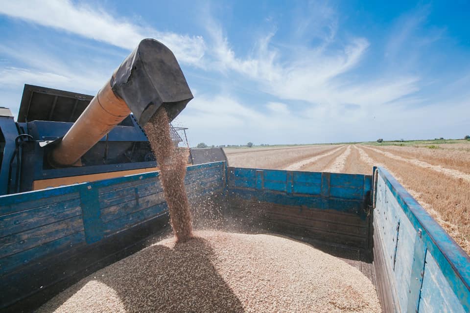 RESPUBLİKA ÜZRƏ TAXIL SAHƏLƏRİNİN 31,1 FAİZİNDƏ BİÇİN BAŞA ÇATIB