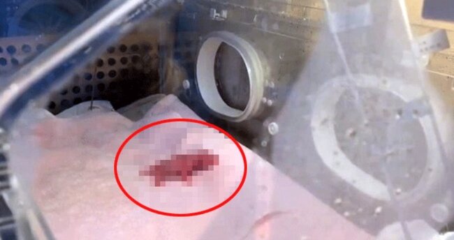 Dünyanın ən kiçik pandası doğuldu - Fotolar