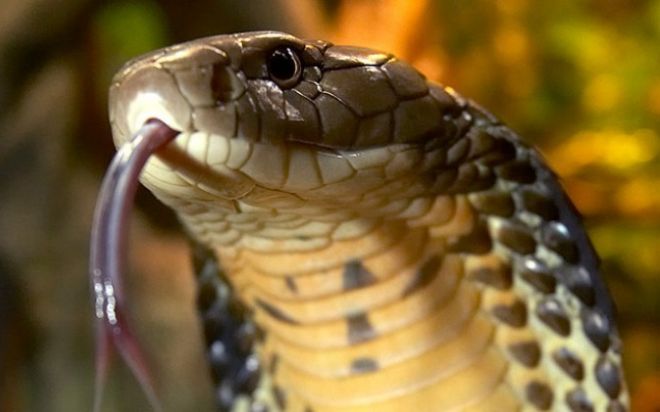 Yuxuda ilan görən gənc qadının başına görün nə gəldi - Yozmalar doğru çıxdı