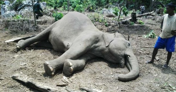 Fil cəmdəyi 500-dən artıq kərkəsin ölümünə səbəb oldu