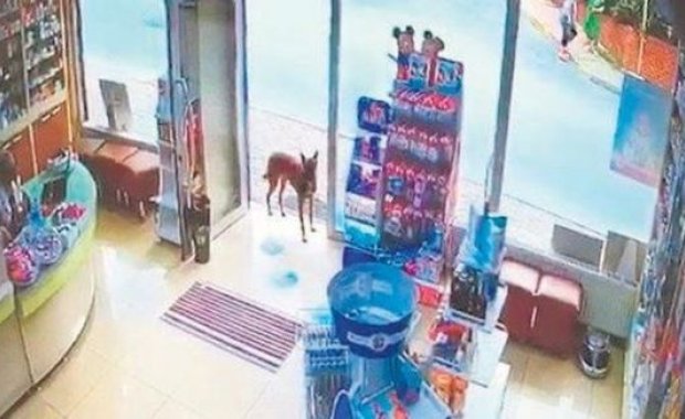 Ayağı yaralanan köpək yardım üçün aptekə gəldi - VİDEO