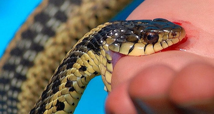 Жителя Загатальского района ужалила змея