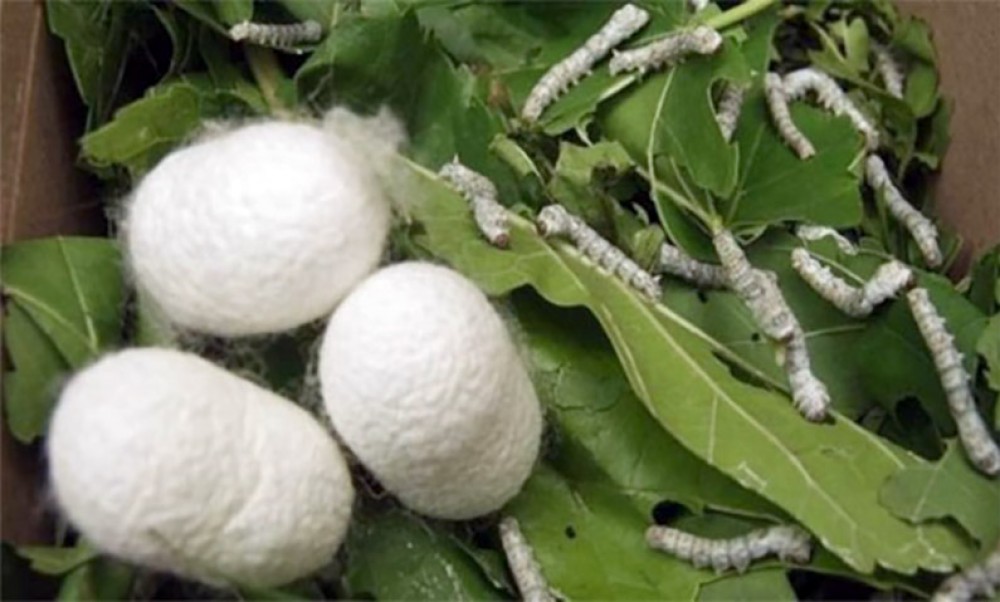 610,91 ton yaş barama təhvil verilib