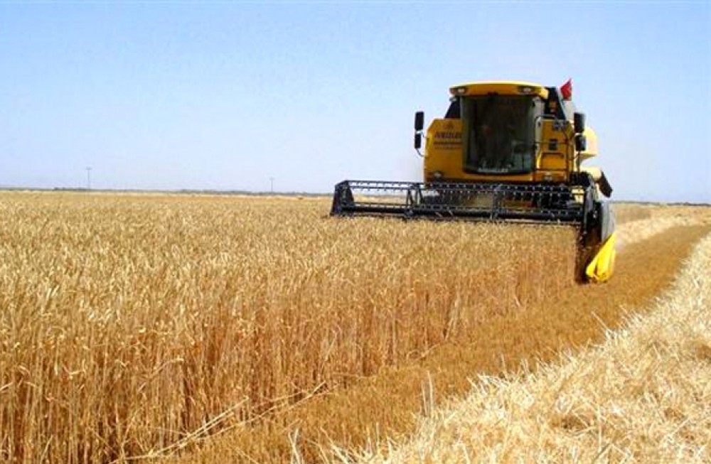 494 min hektara yaxın ərazidə taxıl biçilib - STATİSTİKA
