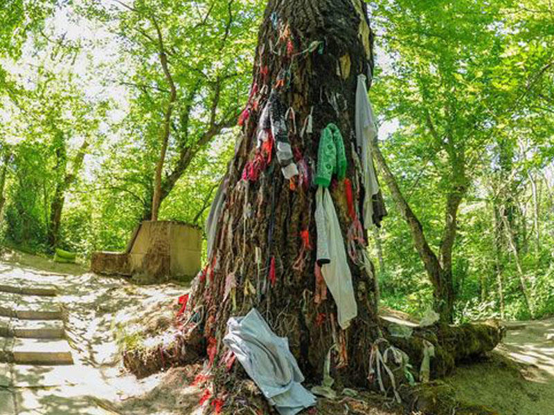 Azərbaycanda daha bir “pir”: Ağacdan alt paltarı asırlar, “əl uzadan”ın ağzı əyilir - FOTO
