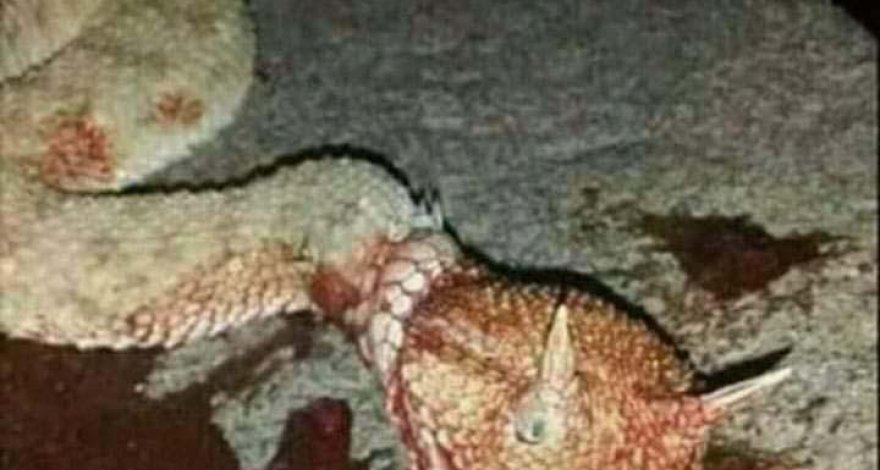 В Агсу обезвредили «ползучего дракона»