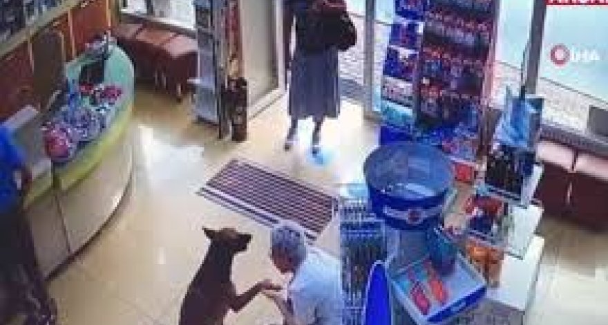 Раненый пес сам пришел в аптеку и попросил о помощи – ВИДЕО