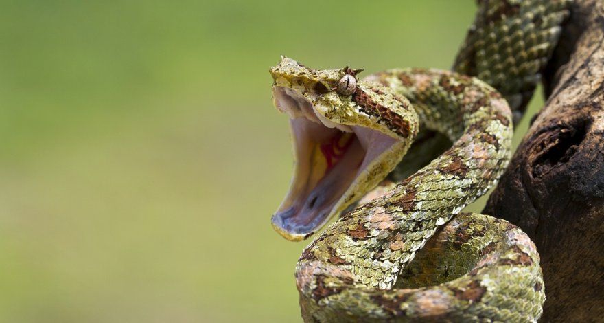 В Шеки женщину ужалила змея
