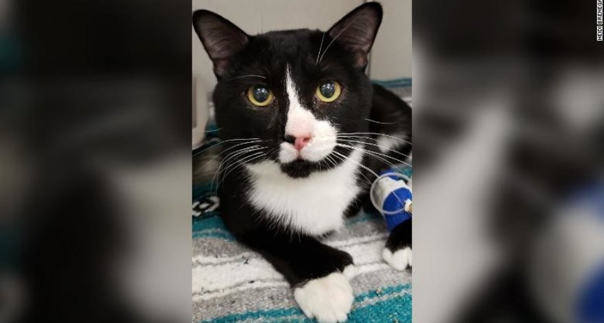 Хозяйка случайно постирала кота, и тот чудом выжил спустя 35 минут