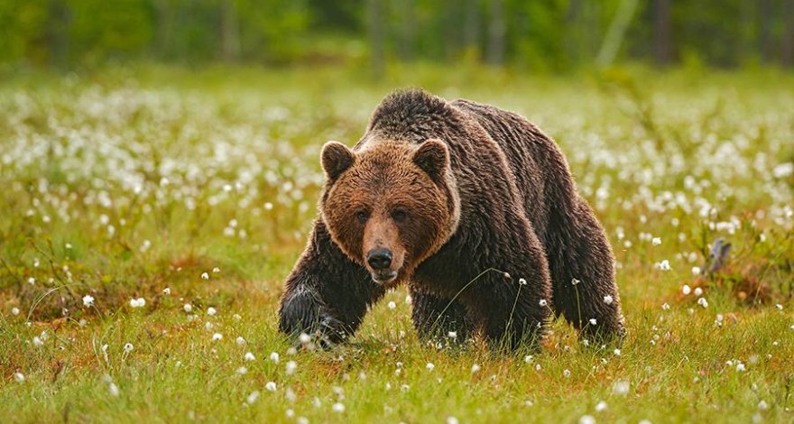 В Туве покалеченный медведем мужчина месяц выживал в его берлоге - ФОТО