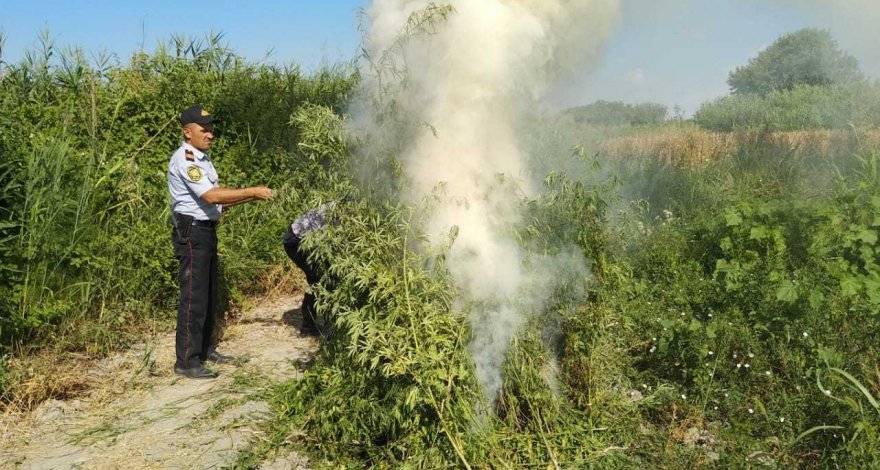 В Агдаше уничтожено 982 кустов конопли