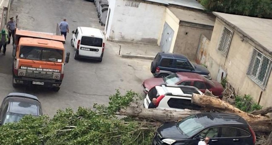 Сильный ветер повалил в Баку 15 деревьев - ФОТО/ВИДЕО