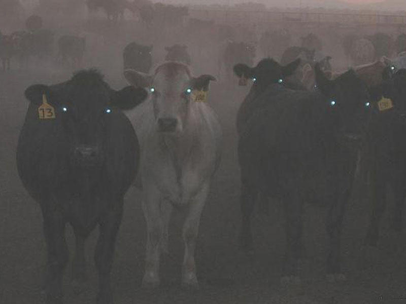 İranda göz gözü görmür - Bu səbəbdən