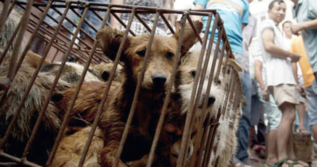 3 min it diri-diri yandırılır, ətlərindən sous bişirilir - İYRƏNC FESTİVALDAN GÖRÜNTÜLƏR