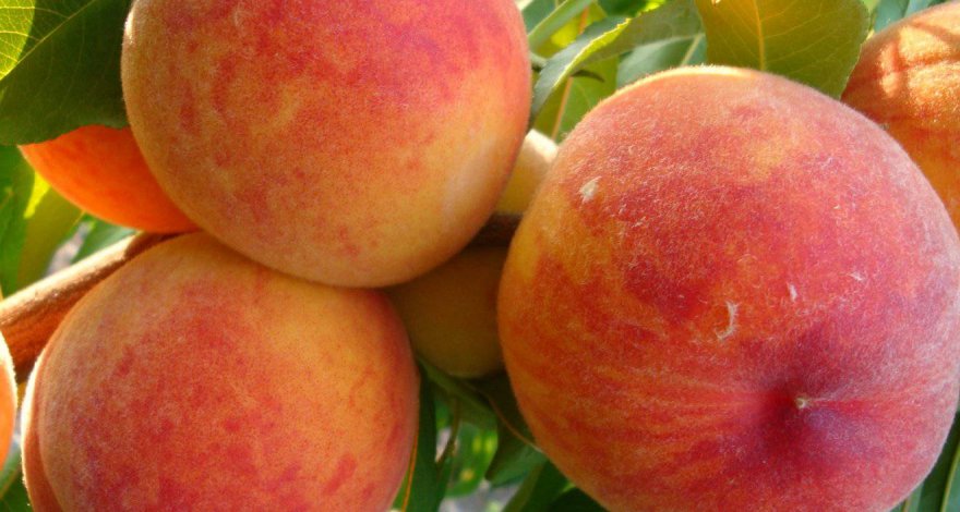 Жителя Товуза пробирает дрожь от персика - ВИДЕО