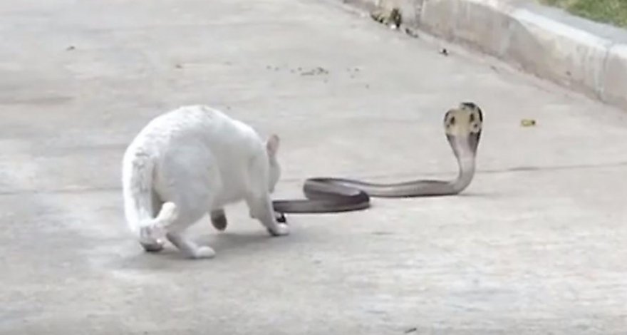 Бесстрашный кот защитил хозяев от кобры - ВИДЕО