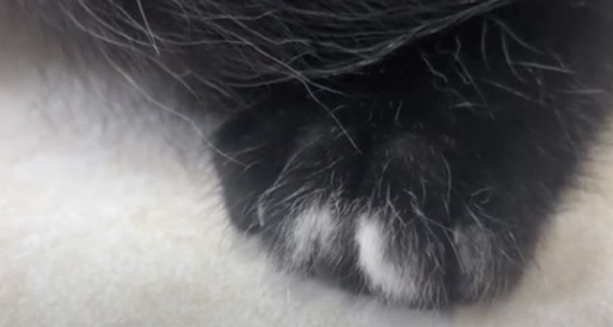 Найден котенок с аномальным количеством пальцев