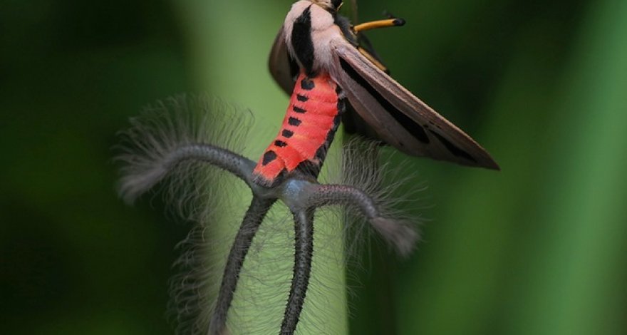 Мужчина снял на видео странное существо с крыльями и щупальцами - ВИДЕО