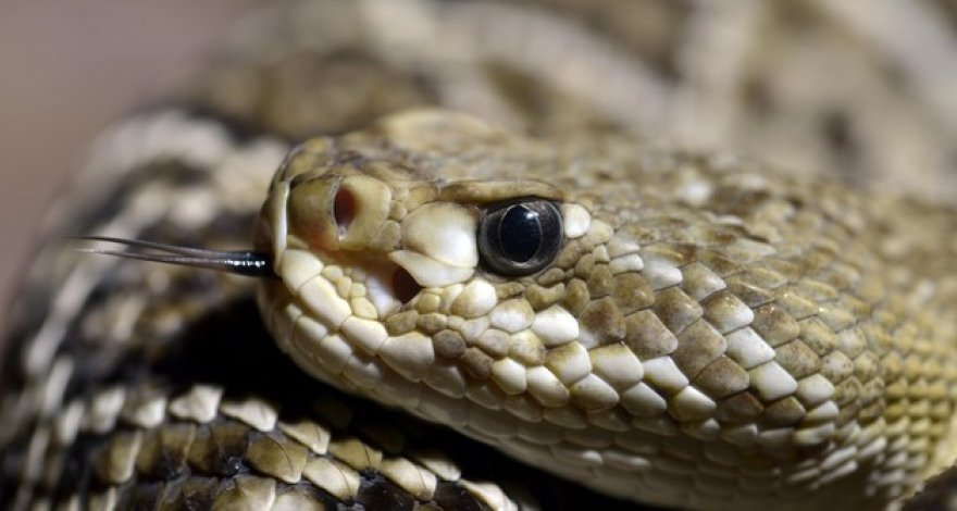 В Геранбое женщину укусила змея