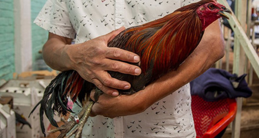 Соседи подали в суд на петуха за слишком ранние крики