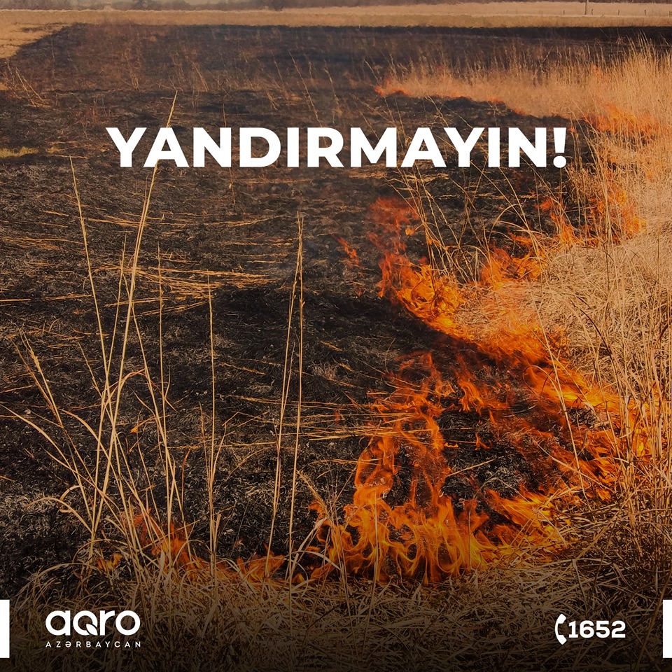 Taxıl sahələrinin biçindən sonra yandırılması məhsuldarlığın azalmasına səbəb olur