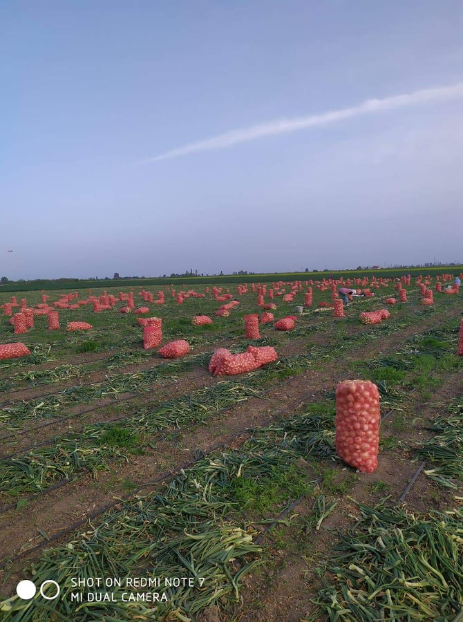 SOĞANIN QİYMƏTİ NİYƏ UCUZLAŞMAĞA BAŞLAYIB?