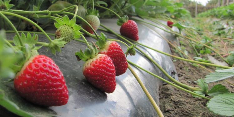 «Məhsulu xaricə iki qat qiymətə sata biliriksə niyə də satmayaq» – ÇİYƏLƏK BİZNESİ