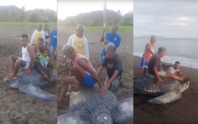 İnsanlar bu heyvanın belinə minib əyləndilər - Video