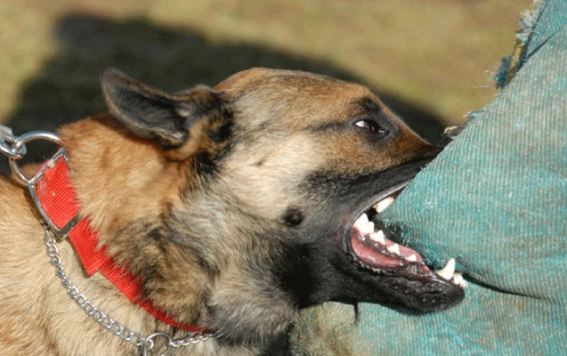 Bakıda əcnəbi vətəndaşı it dişlədi