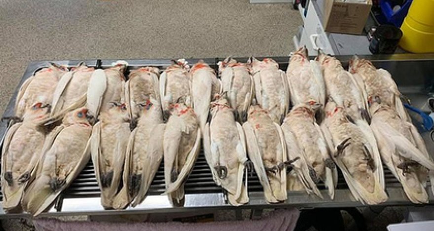 Десятки умирающих попугаев с истошными криками упали с неба на школьников