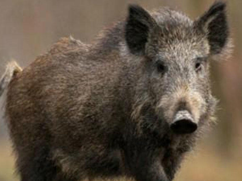 Rusiyada donuzlar uşaqlara hücum etdi - Azyaşlı xəstəxanada