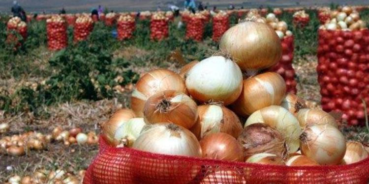 “Soğanın qiyməti bundan aşağı olanda - BİZƏ SƏRFƏLİ OLMUR