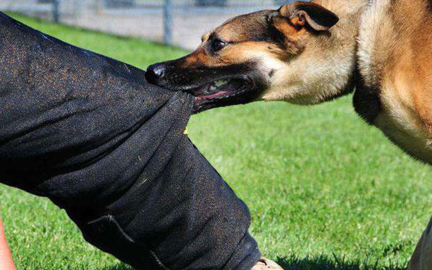 В Техасе 18 собак съели своего хозяина