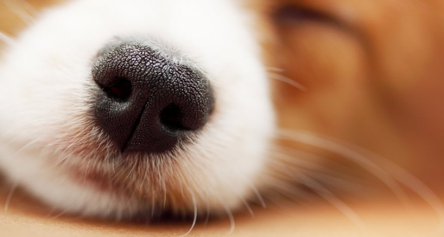 В Китае создали систему распознавания собак по отпечатку носа