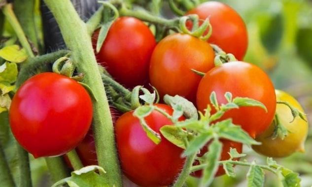 Pomidorun qiyməti yaxın günlərdə ucuzlaşacaq - PROQNOZ