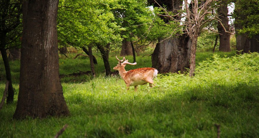 Утверждены новые правила по заповедникам Азербайджана